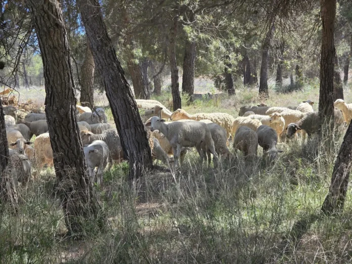 Agricultura, alerta tras detectar la presencia del virus shamonda en Toledo y cinco provincias más