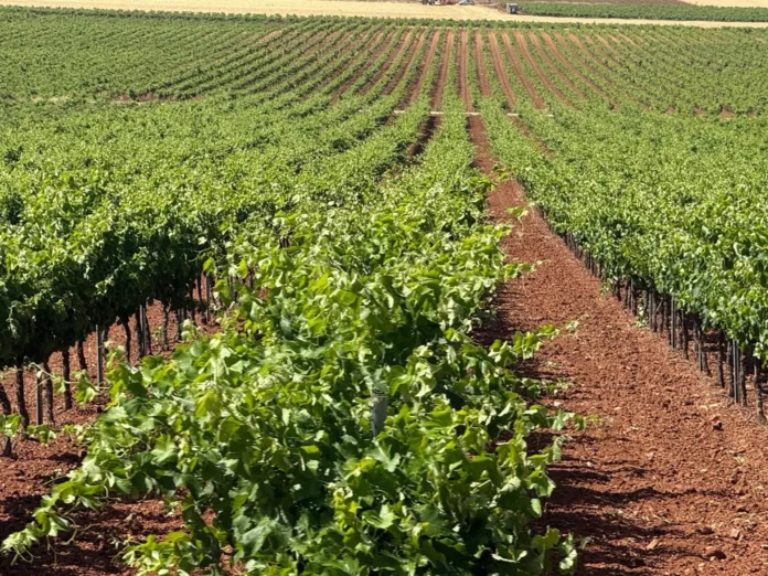 Asaja C-LM advierte de que muchos viticultores se quedarán fuera de las ayudas a la reestructuración de viñedo