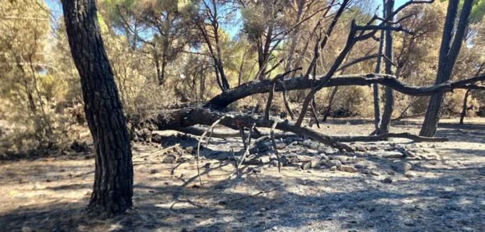 Asaja urge a presentar informes para que la Junta radiografíe "cuánto antes" los daños que dejan los incendios de Toledo