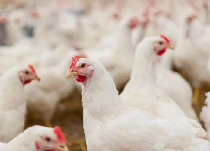 C-LM confirma la presencia de la enfermedad de Newcastle en una explotación de pollos de carne en Casas de Juan Núñez