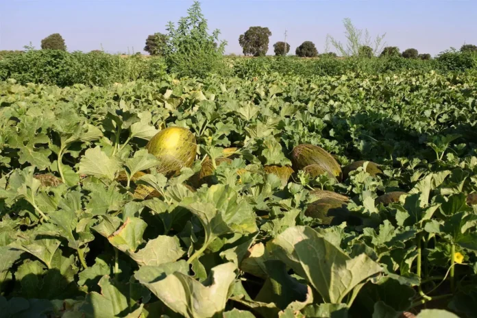 C-LM destina 21 millones más en ayudas al establecimiento de jóvenes a la agricultura y a mejorar explotaciones agrarias