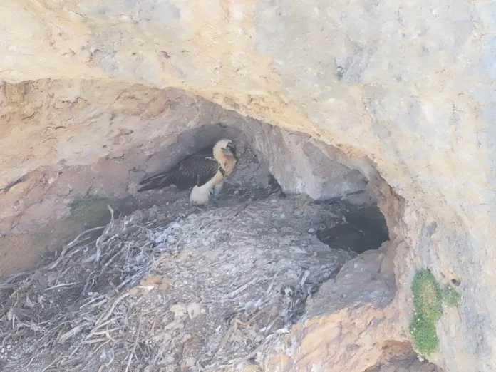 C-LM registra el nacimiento de dos pollos de buitre negro en el Alto Tajo y un quebrantahuesos en la Sierra del Segura