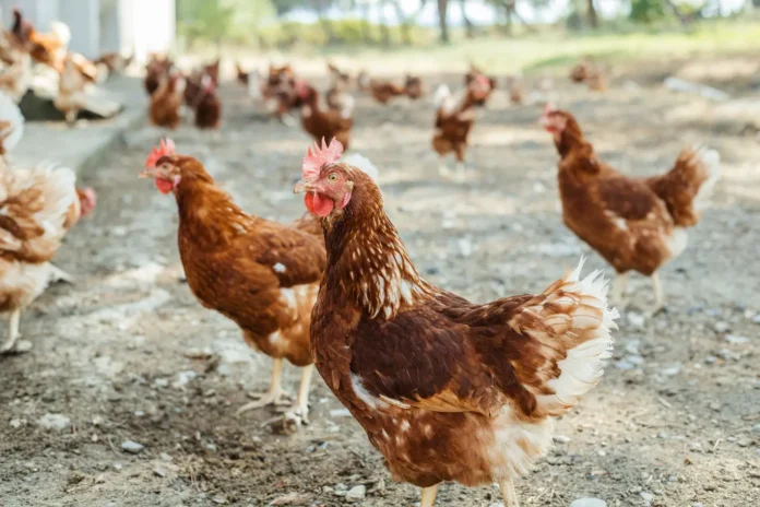 Castilla-La Mancha refuerza la protección del sector avícola con la vacunación obligatoria frente a la enfermedad de Newcastle desde el 1 de octubre
