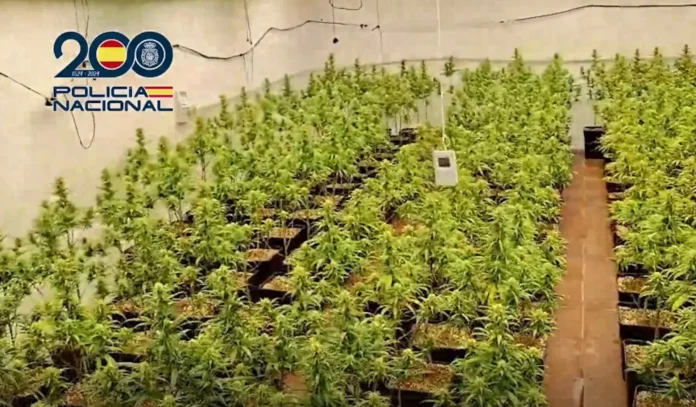 Desmantelado un cultivo ilegal de marihuana con 246 plantas oculto en una nave industrial de Talavera