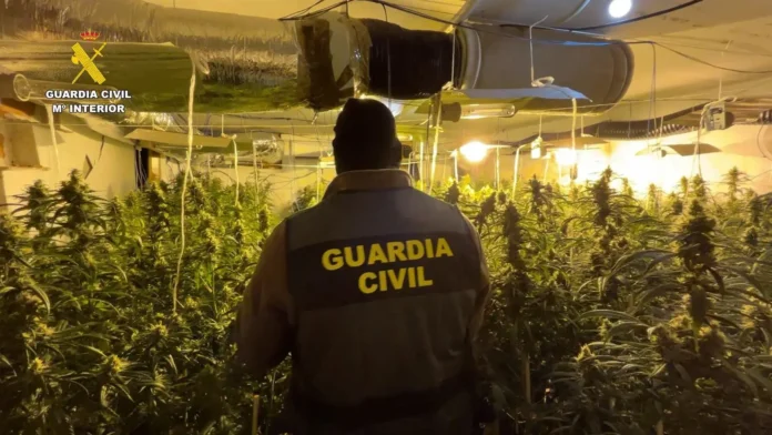 Detienen a 15 personas en dos operaciones para desmantelar plantaciones de marihuana en la provincia de Toledo