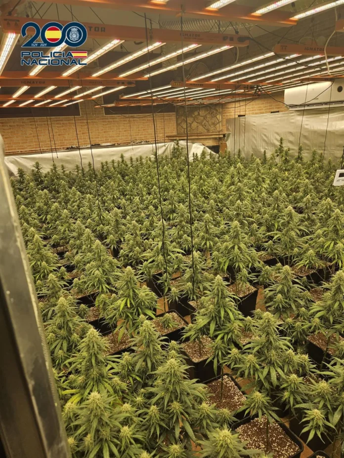 Dos detenidos tras desmantelar una plantación 'indoor' con 585 plantas de marihuana en Talavera de la Reina