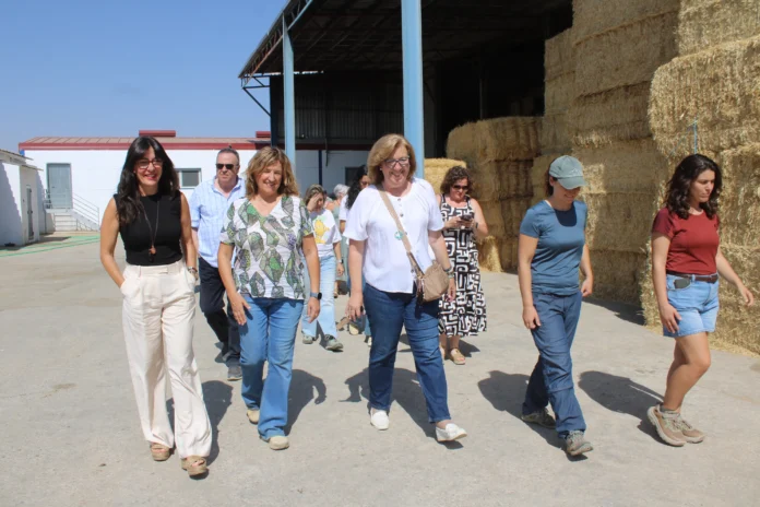 El Gobierno regional impulsa con medio millón de euros dos proyectos innovadores para mejorar la sostenibilidad y la productividad del ovino manchego