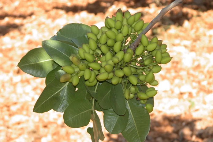 El IRIAF pone a disposición del sector un servicio de identificación varietal de pistachero a partir de este martes