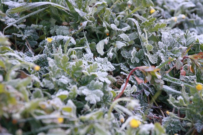 Escarcha, Helada, hielo, frio, bajas temperaturas