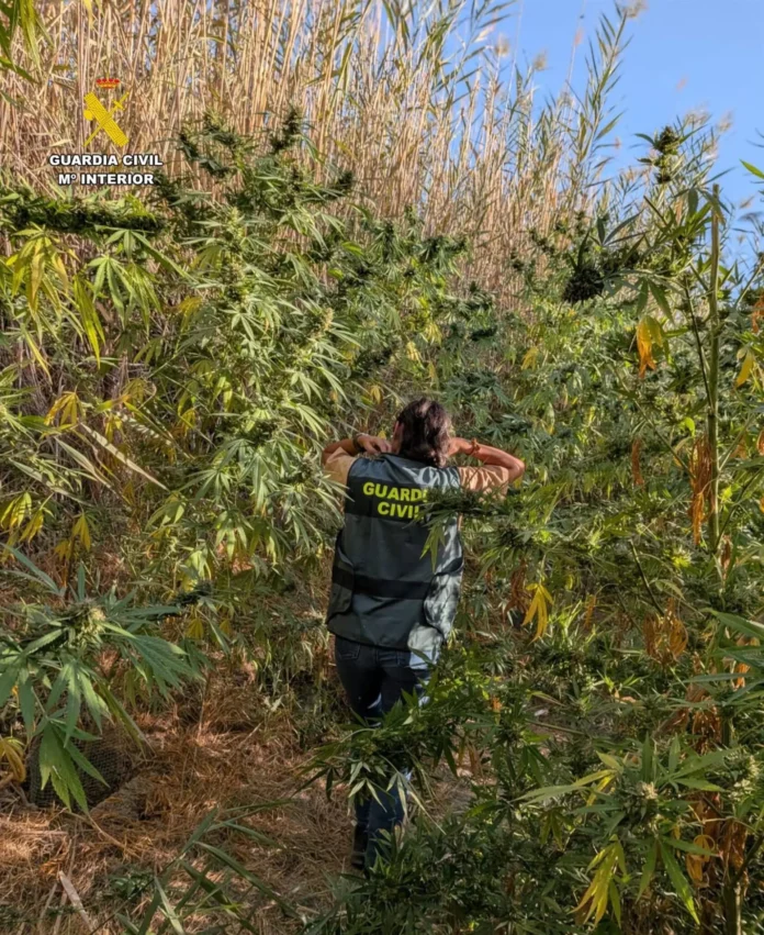 Ocho detenidos de un grupo criminal por tráfico de drogas en Pantoja y 770 plantas de cannabis intervenidas
