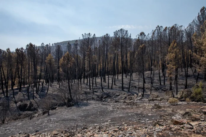 VÍDEO: CCOO pide la dimisión de Gómez por el "desastre" en la extinción del incendio de La Mierla y la falta de medios